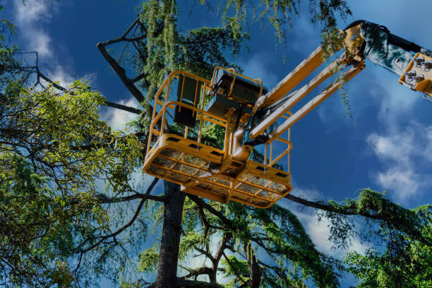 How Our Tree Care Process Works  in  Leon Valley, TX